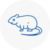 Rat Control Hove