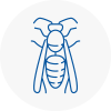 Hove Wasp Nest Removal